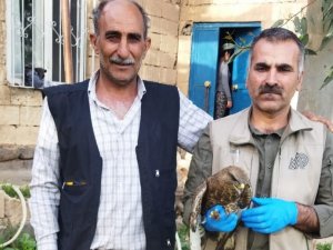 Yaralı Kızıl Şahin Tedavi Altına Alındı