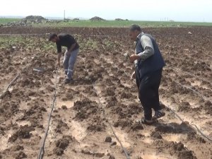 Dolu Yağışı Ekili Arazileri Vurdu