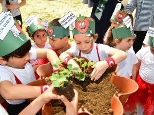 Kompostlar Toplanıyor Çilekler Büyüyor