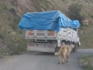 Köpeğini Zincirle Kamyonuna Bağlayıp Yolculuk Yaptı