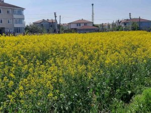 Kanola Üreticilerine Uyarı Mesajı