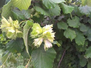 Fındıkta Külleme Hastalığı İle Mücadele Zamanı