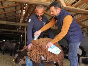 Küçükbaş Hayvanlar Kenelere Karşı İlaçlanıyor