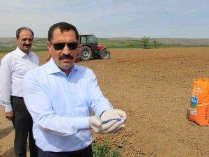Amasya Valiliği Ayçiçeği Tohumu Desteğini 80 Bin Dekara Çıkardı