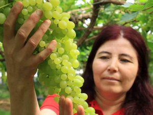 Kilosu 130 Tl; Turfanda Üzümler Avrupa Yolunda