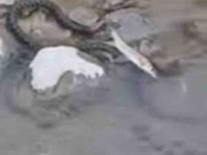 Aras Nehrinde Yılanın Balık Avı Görüntülendi