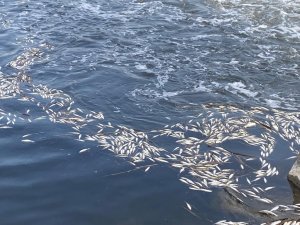 Dicle Nehri’nde Telef Olan Binlerce Balık Su Yüzeyine Çıktı