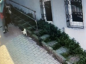 İ̇stanbul’da Korku Dolu Pitbull Saldırısı Kamerada: Köpeğini Parka Götüren Kadın Dehşeti Yaşadı