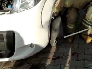Kartal’da Araç Motoruna Sıkışan Kediyi Kurtarma Operasyonu Kamerada