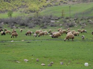 Göçerler Kar Erimeden Şırnak Yaylalarına Çıktı