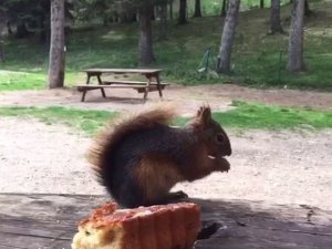 Gölcük Tabiat Parkı’ndaki Sincap Tatilcilerin Maskotu Oldu