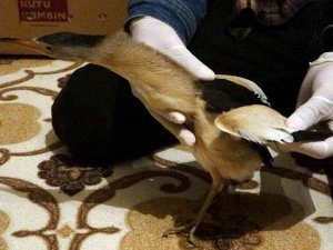 Yüksekova’da Nesli Tükenmekte Olan ’Balaban Kuşu’ Bulundu