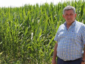 Dünyanın Mısırı Yenişehir’de Üretiliyor