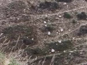 Elazığ’da Domuz Ve Yavruları Görüntülendi