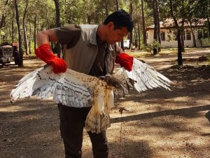 Marmaris’te Yılan Kartalı Doğaya Salındı