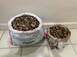 Elazığ’da Salep Soğanı Toplayan 4 Kişiye 436 Bin Lira Para Cezası