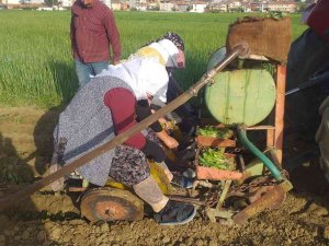 Selendi’de Tütün Üreticisinin Tatlı Telaşı Başladı