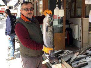 Sinop’ta Balıkçı Ağlarına 7 Kiloluk Levrek Takıldı