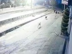 Aynı Yerde 10’u Geçkin Köpeğin Bebek Arabalı Aile Ve Vatandaşlara Kabus Yaşattığı Anlar Kamerada