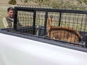 Tedavisi Tamamlanan Dağ Keçisi Doğaya Bırakıldı