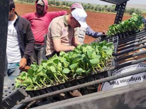 Kilis’te ’Zabaran Patlıcanı’ Dikimi Başladı