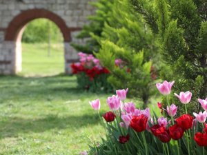 Kağıthane’de Lale Mevsimi Başladı