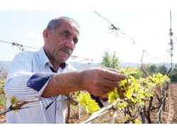 Ağır Kış Şartları Üzümde Rekolteyi Düşürdü