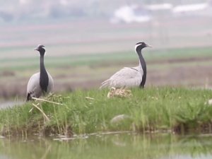 Telli Turna Çifti, Amasya’da Aynı Yerde Yuva Yaptı