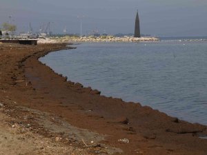 Hayvan Gübresinin Esir Aldığı Sahile Martı Bile Uğramıyor
