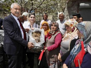 Pozantı’da 1 Milyon 200 Çilek Fidesi Dağıtıldı