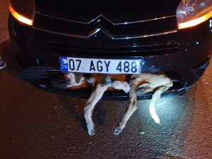 Aracın Çarptığı Köpek Tampona Sıkıştı