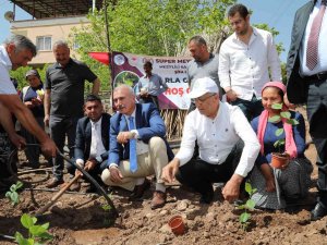 Mezitlili Kadınlar Aronya Üretimi İçin İlk Fidanları Toprakla Buluşturdu