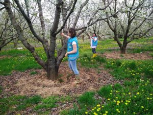 Kütahya’da Meyve Bahçelerinde Monilya Hastalığı Survey Çalışmaları