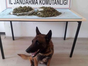 Narkotik Köpeği Kont, Uyuşturucuya Geçit Vermedi