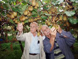 Kivide devlet desteği şart