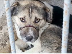 Köpeğe İpli Vahşet