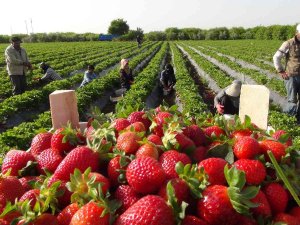 Coğrafi İşaret Tescilli Silifke Çileği, 15’ten Fazla Ülkeye İhraç Ediliyor