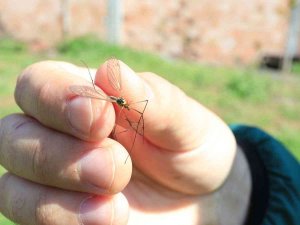 Çayır Sineğine Karşı Vatandaşlar Bilgilendirildi