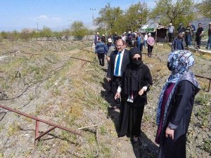 Üzüm Bağlarında Salkım Güvesine Karşı Biyoteknik Mücadele