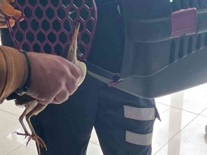 Silivri’de Nesli Tükenmek Üzere Olan ‘Balaban Kuşu’ Bulundu