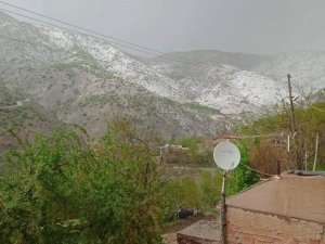 Elazığ’da Kayısıyı Dolu Vurdu