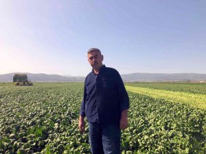 Avrupa’nın Ispanağı Bursa’dan Gidiyor