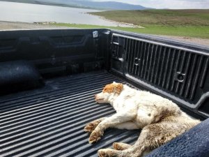 Kars’ta Yaralı Köpek Tedavi Altına Alındı