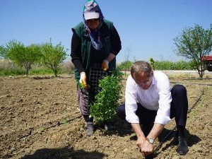 Kadınların Dikimini Yaptığı Organik Ürünler Ayvalık’ta Toprak İle Buluştu