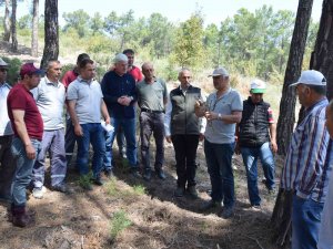 Kumluca’da Köylülere Gelir Getirecek Ormanlar Oluşturuluyor