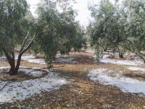 Tarsus’ta Dolu Ve Fırtına Etkili Oldu
