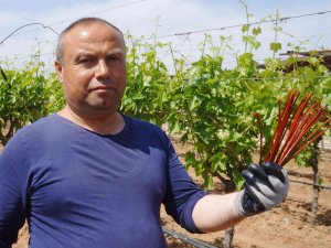 Salkım Güvesiyle Japon Tuzaklı Mücadele