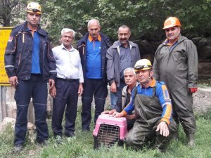 Havuza Düşen Yavru Domuzları Afad Kurtardı