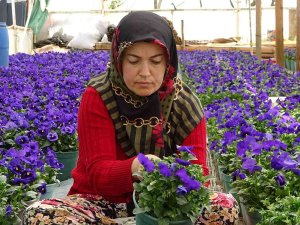 Köylü Kadınlar Yılda 6 Milyon Liralık Tohum Yetiştiriyor