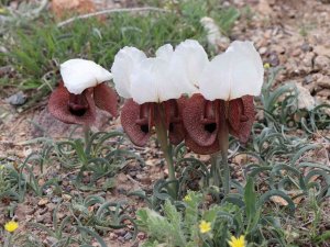 Iris Iberica Çiçekleri Göz Kamaştırıyor